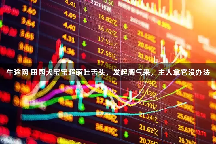 牛途网 田园犬宝宝超萌吐舌头，发起脾气来，主人拿它没办法